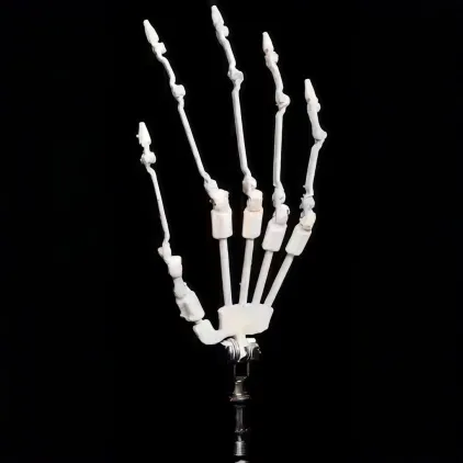 Squelette de mains articulées