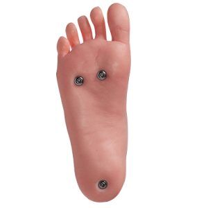 Pieds permettant la station debout